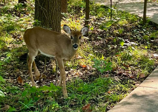 Deer Animal Spirit